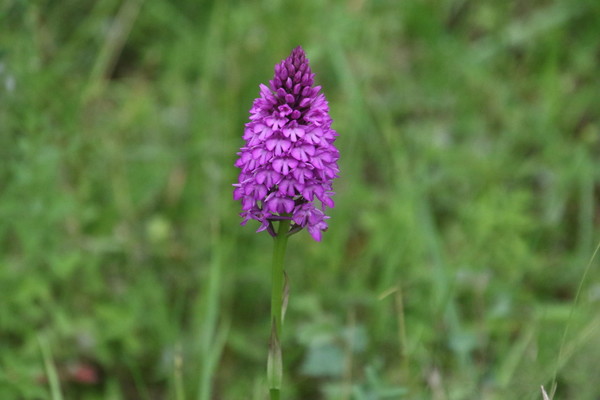 photo of Pyramidal Orchid