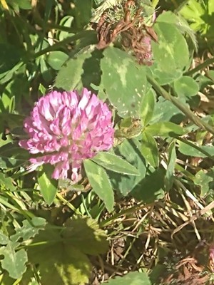 photo of Red Clover