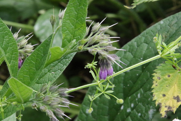 photo of Common Comfrey