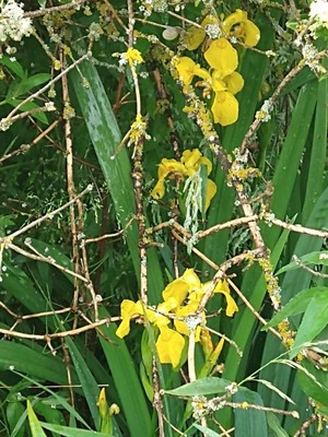 photo of Yellow Iris