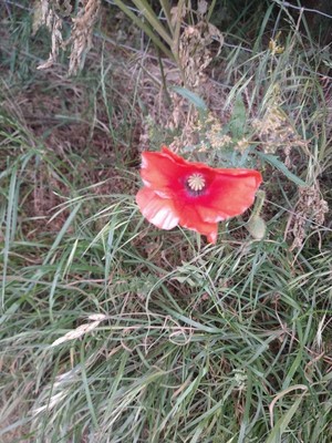 photo of Common Poppy