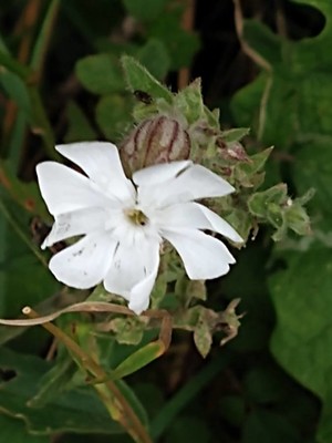 photo of White Campion