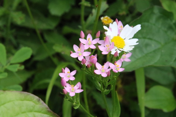 photo of Common Centaury