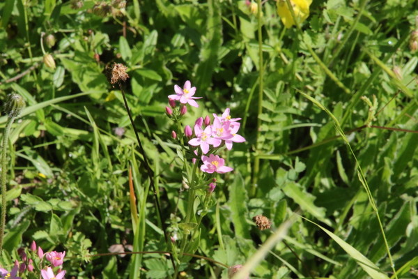 photo of Common Centaury
