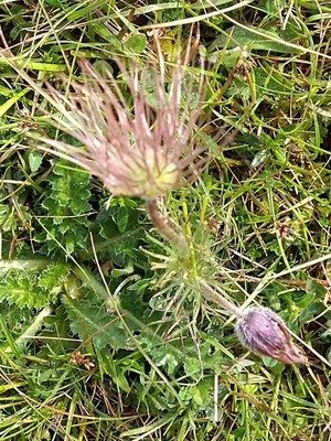 photo of Pasqueflower