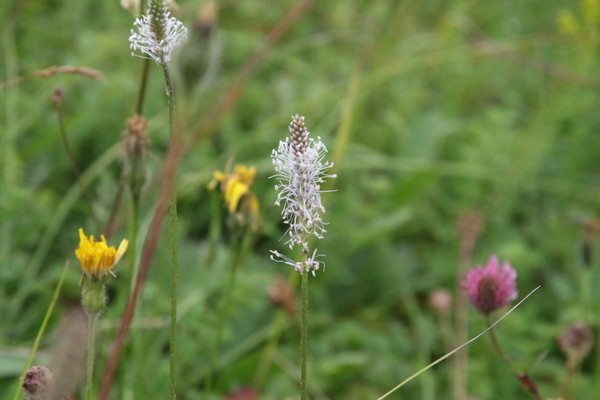 photo of Hoary Plantain
