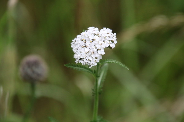 photo of Yarrow