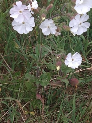 photo of White Campion