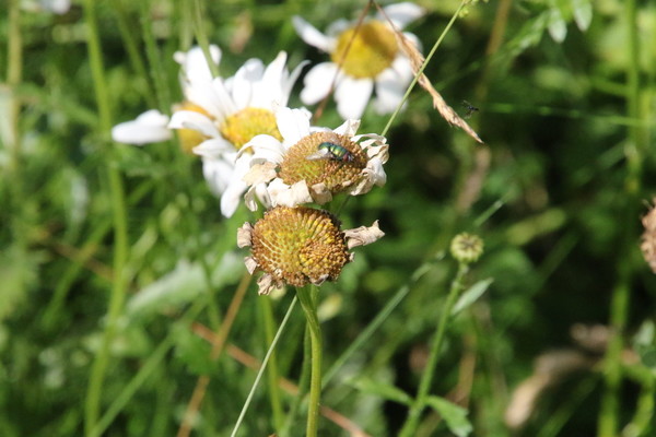photo of Oxeye Daisy