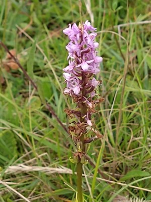 photo of Chalk Fragrant Orchid