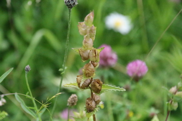 photo of Yellow Rattle