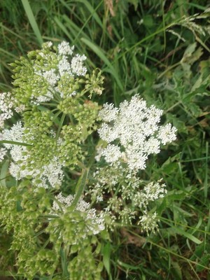 photo of Hogweed