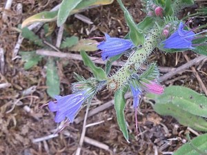 photo of Vipers Bugloss