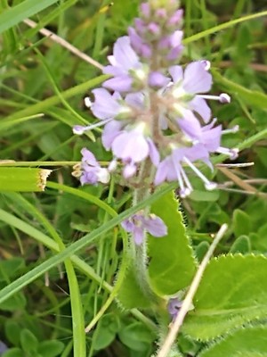 photo of Heath Speedwell