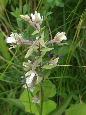photo of Marsh Helleborine