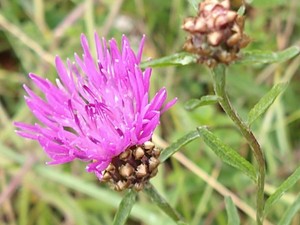 photo of Common Knapweed