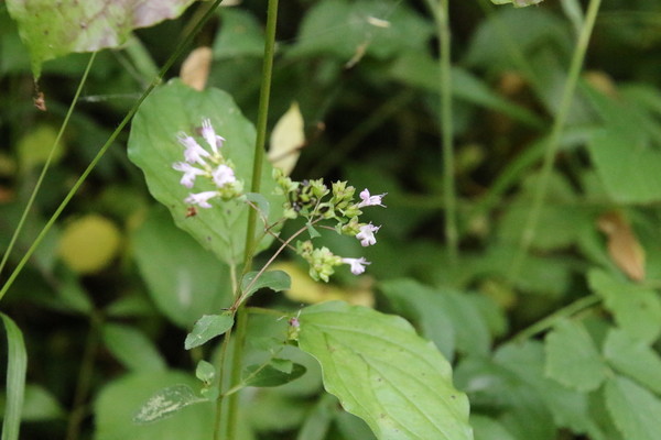 photo of Wild Marjoram
