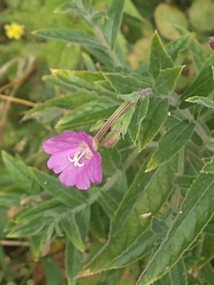 photo of Great Willowherb