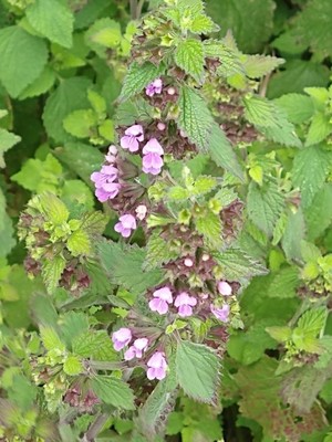 photo of Black Horehound