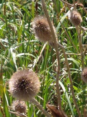 photo of Teasel