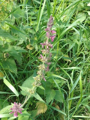 photo of Hedge Woundwort