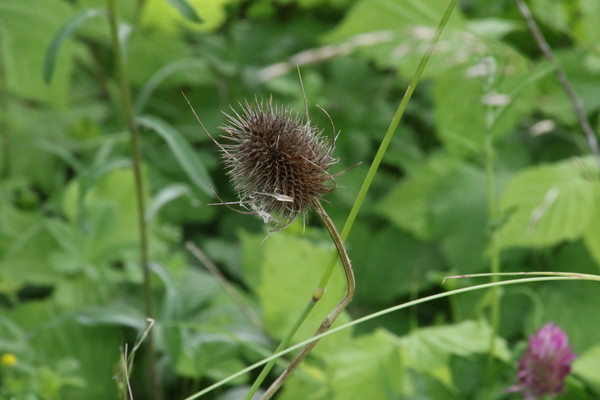 photo of Teasel