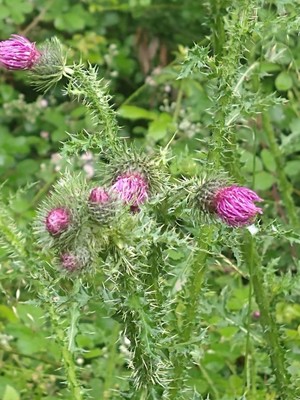 photo of Plumeless Thistle
