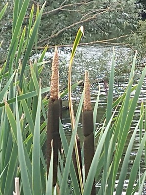 photo of Bulrush