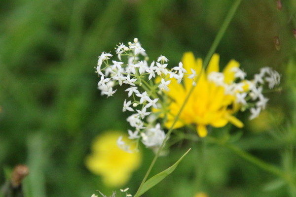 photo of Hedge Bedstraw