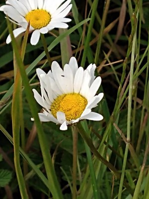 photo of Oxeye Daisy
