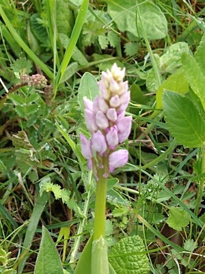 photo of Military Orchid