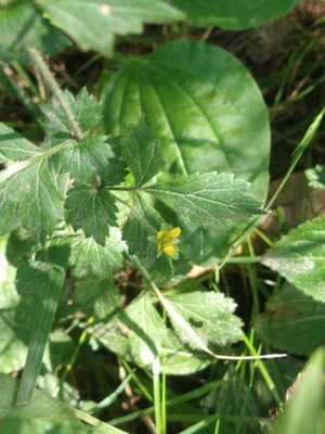 photo of Wood Avens