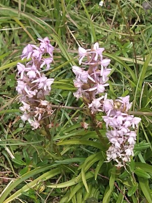 photo of Heath Fragrant Orchid