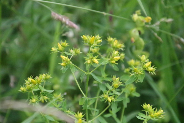 photo of Square Stalked St John's Wort