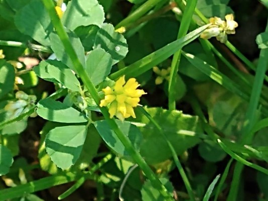 photo of Lesser Trefoil