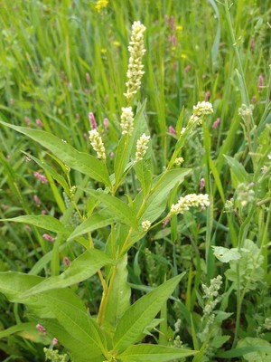 photo of Pale Persicaria