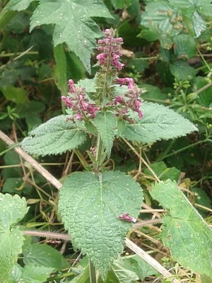 photo of Hedge Woundwort