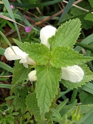 photo of White Dead Nettle