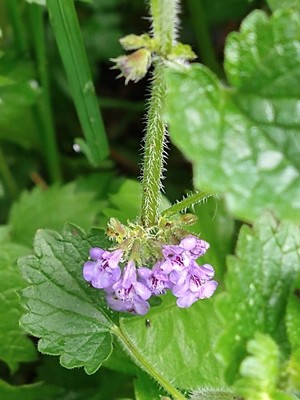 photo of Ground Ivy