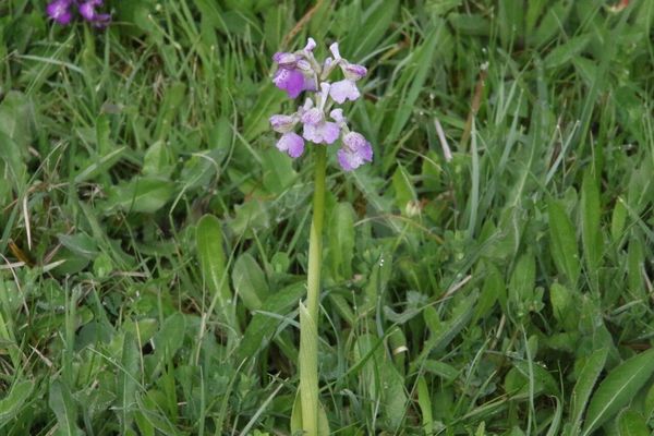 photo of Green Winged Orchid