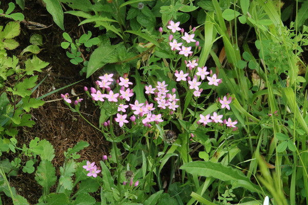 photo of Common Centaury