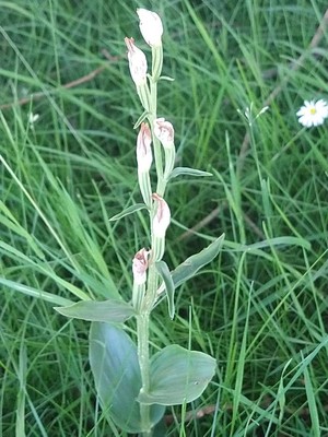 photo of White Helleborine