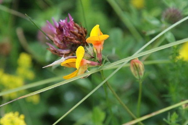 photo of Bird's Foot Trefoil
