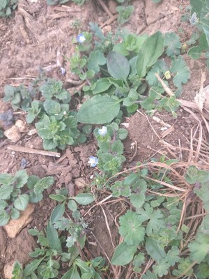 photo of Common Field Speedwell