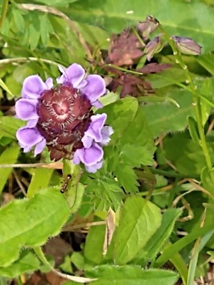 photo of Selfheal