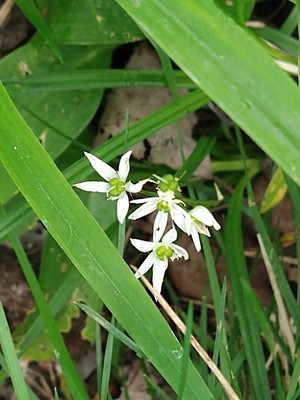photo of Ramsons