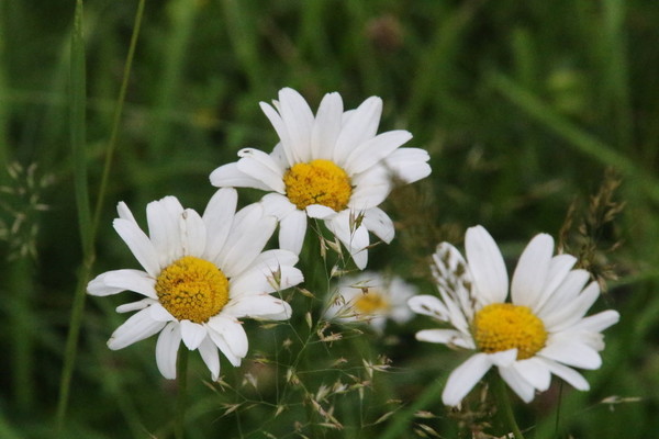 photo of Oxeye Daisy
