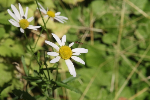 photo of Scentless Mayweed