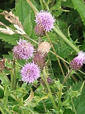 photo of Creeping Thistle