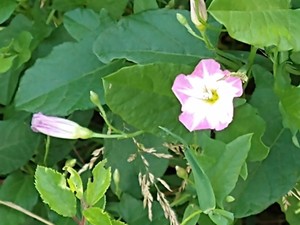 photo of Field Bindweed
